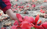 Ngắm hoa gạo nở rực góc trời